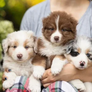 How to care for an Australian Shepherd puppy
