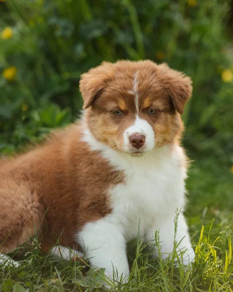 How to care for an australian shepherd